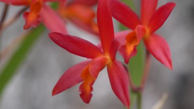 Bahçedeki kırmızı çiçek