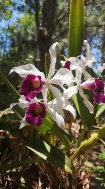 Mor çiçekli beyaz orkide