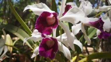 Bahçedeki orkide çiçeği, çiçek doğası ve güzellik konsepti, bitki örtüsü ve doğa.