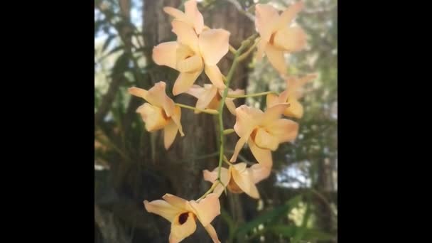 Home Grown Organically Intensely Colored Orchid Its Natural Environment — Stock Video