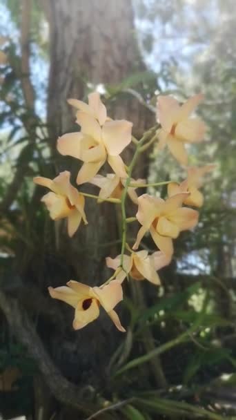 Organisch Angebaut Intensiv Gefärbte Orchidee Ihrer Natürlichen Umgebung — Stockvideo