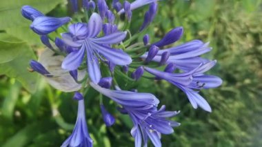 Bahçedeki güzel çiçekler