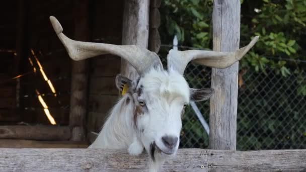 Getthuvud närbild på en zoologisk kontaktträdgård. White Goat närbild Titta på Kamera en petting zoo. Hemgård — Stockvideo