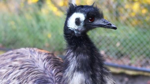 Emu bird Da vicino nel giardino zoologico. Fattoria di struzzi. Emu testa nera. — Video Stock