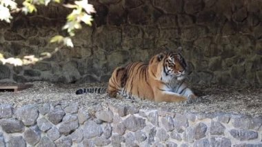 Amur kaplanı ağaçların gölgesinde taş bir korkulukta yatıyor ve dinleniyor, yavaşça başını çeviriyor ve dilini dışarı çıkarıyor.