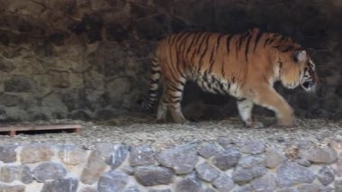 Amur kaplanı ağaçların gölgesinde taş bir korkulukta yatıyor ve dinleniyor, yavaşça başını çeviriyor ve dilini dışarı çıkarıyor.