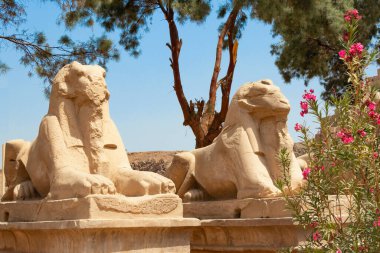 Karnak tapınağına giden kriyosinks yolunun bir parçası, antik nekropolleri korumak için tasarlanmış, koç başlı ve aslan gövdeli efsanevi yaratıkların heykelleri.
