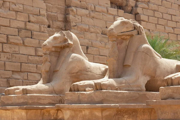 Karnak tapınağına giden kriyosinks yolunun bir parçası, antik nekropolleri korumak için tasarlanmış, koç başlı ve aslan gövdeli efsanevi yaratıkların heykelleri.