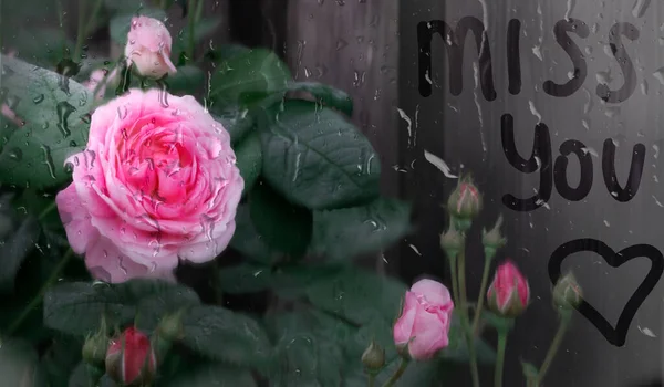 A bush of roses outside the window during the rain, drops of water flow down the misted glass, flowers outside the window are blurred, on the window with a finger the inscription \