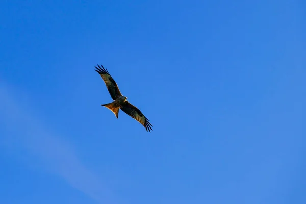 有展开翅膀的红色风筝在蓝天上翱翔 — 图库照片