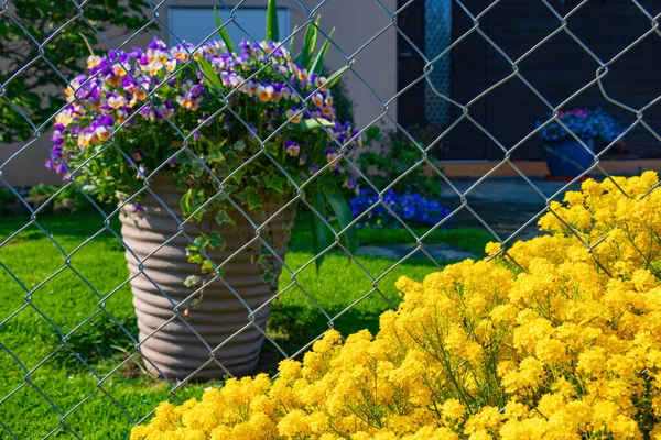 Garden and park design, in the foreground a carpet of small bright yellow flowers in focus, in the background behind a mesh fence in soft focus a large flower pot with purple flowers in the yard