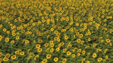 Ayçiçeği tarlasında uçarken, İHA 'nın görüntüsü