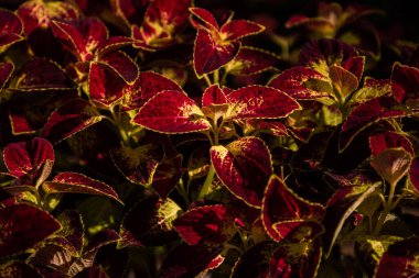 Süs bitkisinin kırmızı yaprakları, Coleus, yakın plan.