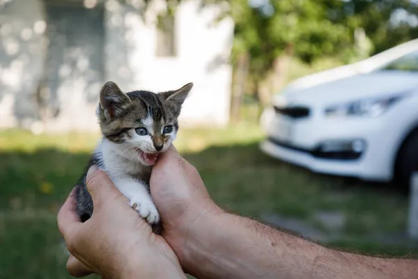 Mały Kotek Rękach Mężczyzny — Zdjęcie stockowe