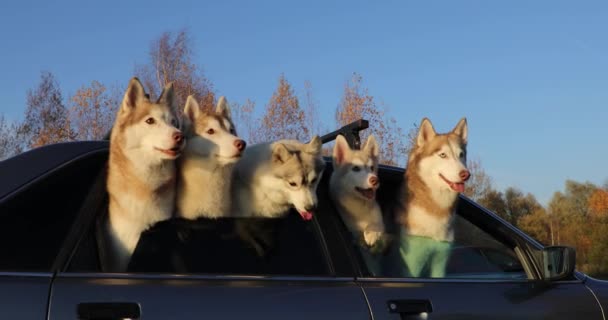 Gruppe Husky Hunde Schaut Aus Dem Autofenster — Stockvideo