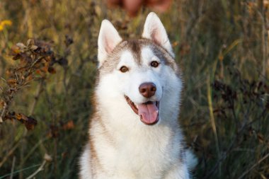 Kuru çalılıklardaki iri kıyım köpeğin portresi