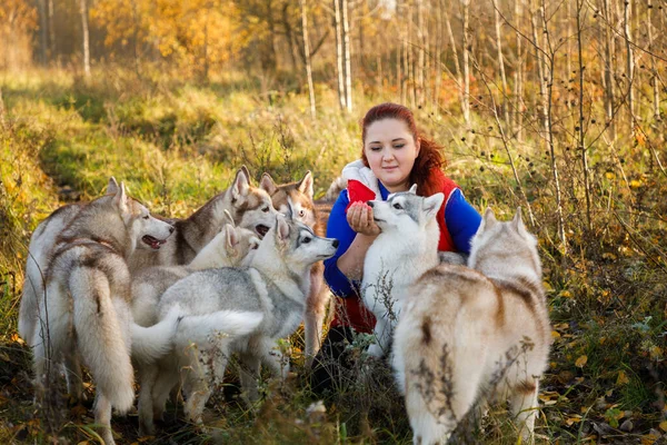 Criadora Perros Con Sus Perros Husky Bosque Otoño — Foto de Stock