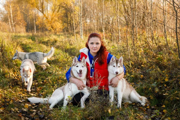 Hunduppfödaren Med Sina Huskyhundar Höstskogen — Stockfoto