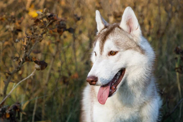 Portret Husky Psa Suchym Krzaku — Zdjęcie stockowe