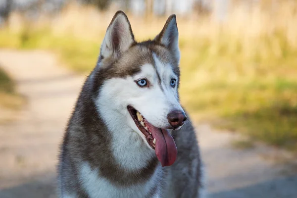 Portrait Husky Dog Path — Stock Photo, Image