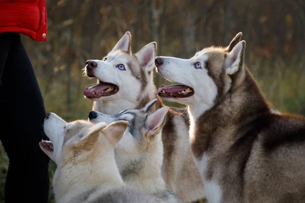 Husky Honden Het Voeden Buiten — Stockfoto