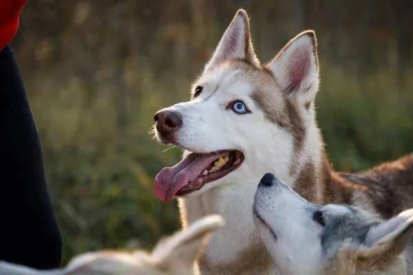 Husky Dogs Feeding Outdoors — Stock Photo, Image