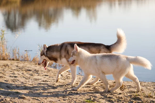 湖を歩いている犬の父と息子 — ストック写真