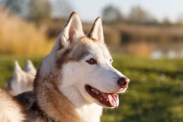 Porträtt Huskyhunden Höstskogen — Stockfoto