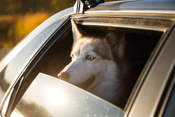 Husky Hond Kijkt Uit Het Autoraam — Stockfoto