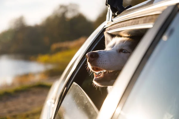 Husky Chien Regarde Par Fenêtre Voiture — Photo