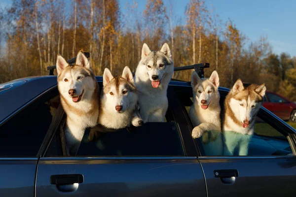 Grupa Husky Psów Podglądających Okien Samochodu — Zdjęcie stockowe