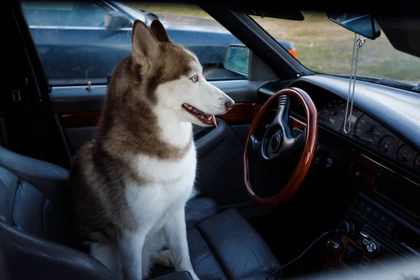 Husky Hond Zit Voorbank Van Een Auto — Stockfoto