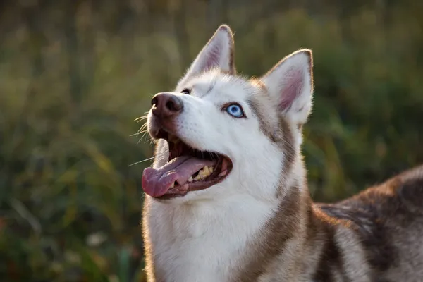 Porträt Des Husky Hundes Trockenen Busch Stockfoto