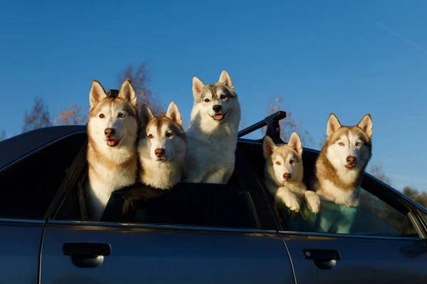 Groupe Chiens Husky Regardant Par Les Fenêtres Voiture Photos De Stock Libres De Droits