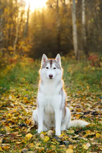 Porträtt Huskyhunden Höstskogen Stockbild