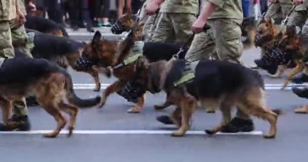 Desfile Las Fuerzas Armadas Calle Khreshchatyk Kiev Ucrania — Vídeos de Stock