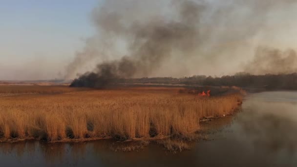 Arderea Stufului Uscat Malul Râului Vedere Dronă — Videoclip de stoc