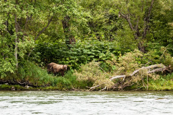 Kahverengi ayı (Ursus arctos beringianus) nehirde balık tutuyor. Kamçatka, Rusya