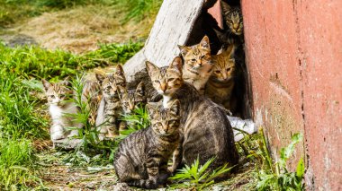 Evsiz tekir kedi sürüsü eski evin yakınında.