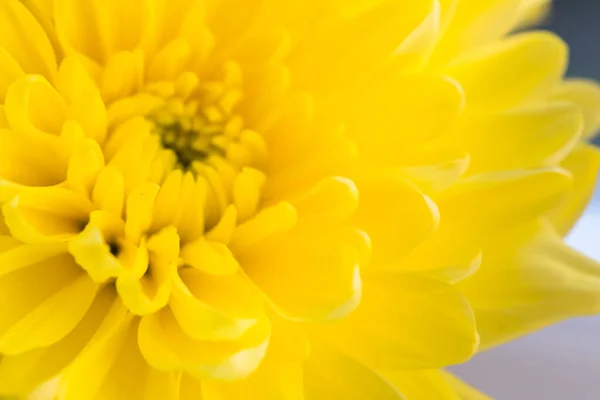 Fond flou de fleurs avec des chrysanthèmes jaunes étonnants — Photo