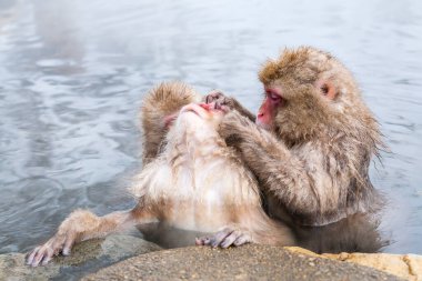 Bir grup kar maymunu Jigokudani Yaen-Koen, Japonya 'da kaplıcada oturuyorlar..