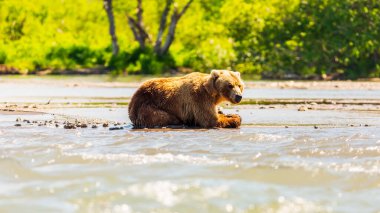 Kurile gölünde balık tutan kahverengi ayı ya da Ursus arctos beringianus. Kamçatka, Rusya