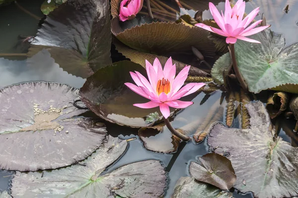Lirio de agua rosa salvaje grande o flor de loto —  Fotos de Stock