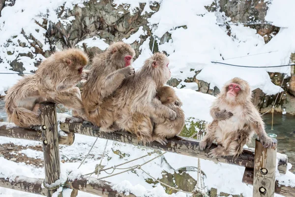 Groep Sneeuwapen zit op het hek, Yudanaka, Japan — Stockfoto