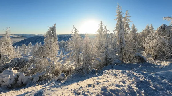 Zimní les, zasněžené jedle na úbočí hory, Kolyma, Rusko — Stock fotografie