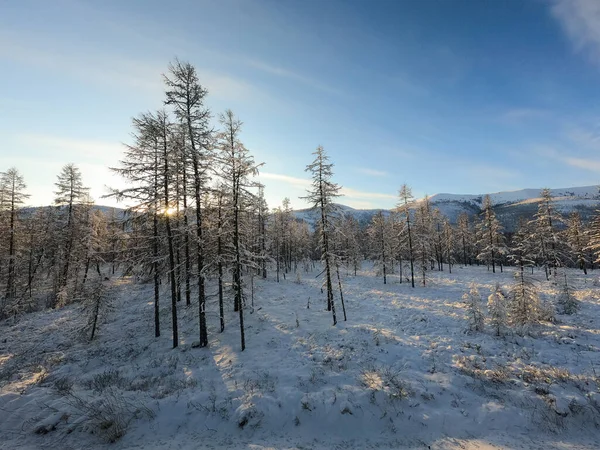 Winterbos, besneeuwde dennenbomen, Kolyma, Rusland — Stockfoto