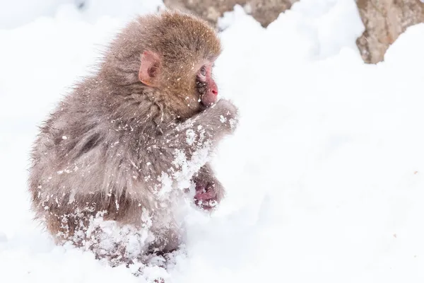 Klein schattig japans sneeuw aap spelen in de sneeuw, Japan. — Stockfoto