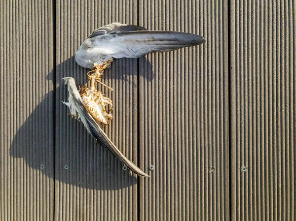 Paloma muerta, esqueleto de paloma en el suelo. — Foto de Stock