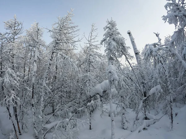 Sneeuwlandschap met dennenboom bedekt met sneeuw — Stockfoto