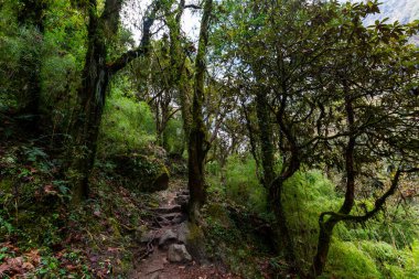 Yeşil tropikal ormanda taş patika. Nepal 'de yağmur ormanı, Himalaya